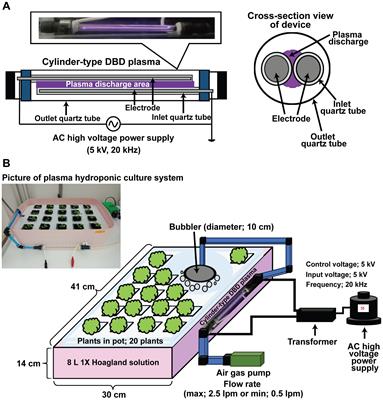 Non-thermal plasma enhances growth and salinity tolerance of bok choy (Brassica rapa subsp. chinensis) in hydroponic culture